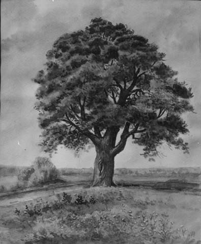 «Віковічна сосна. Чернігівщина». 1972. Папір, акварель